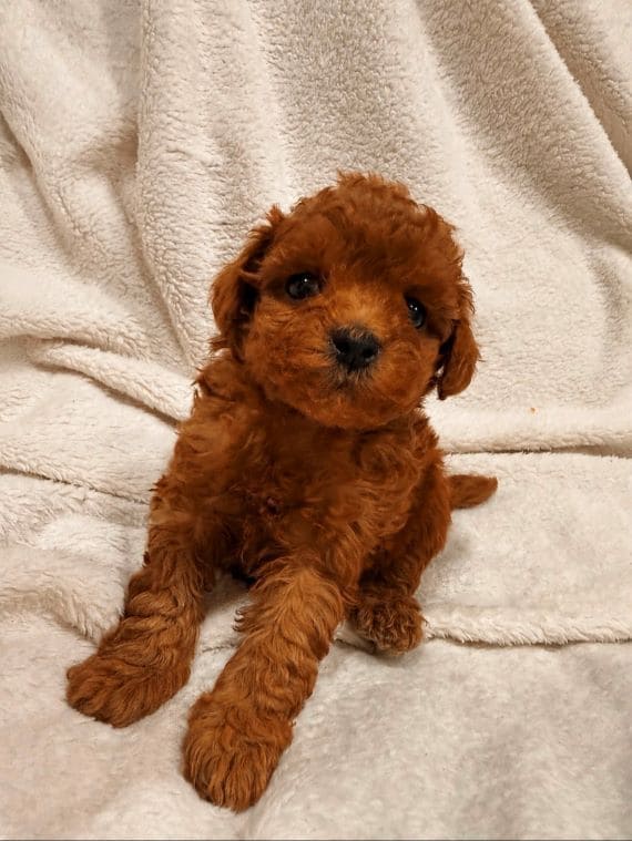 Caniche Baloo B