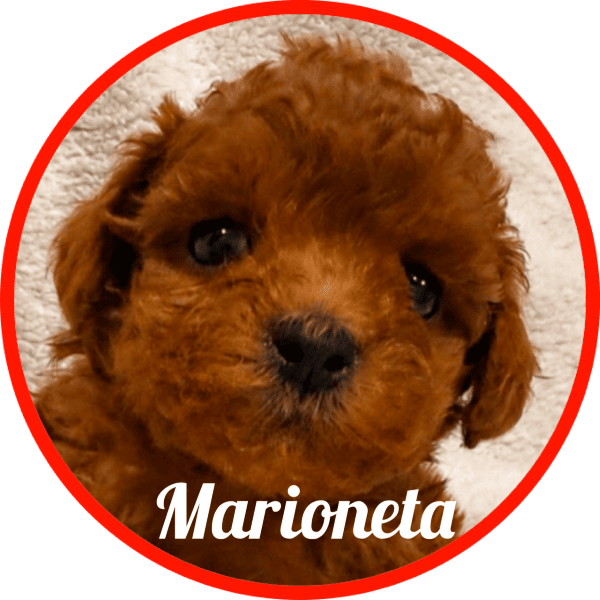 Caniche Marioneta
