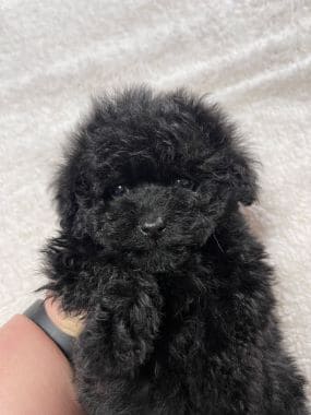 Caniche_Mika_A