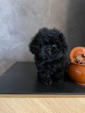 Caniche_Mika_B