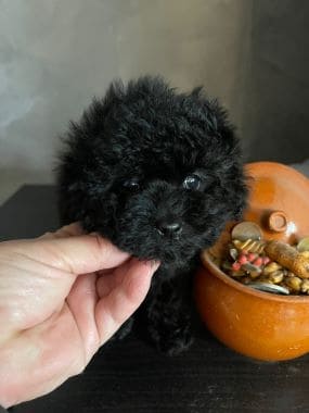 Caniche_Mika_C