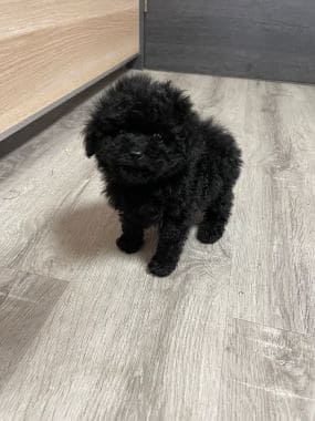 Caniche_Mika_D