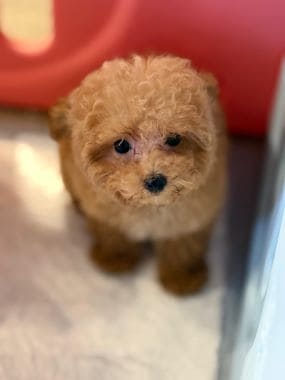 Caniche_Miri_A