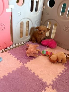 Caniche_Miri_B