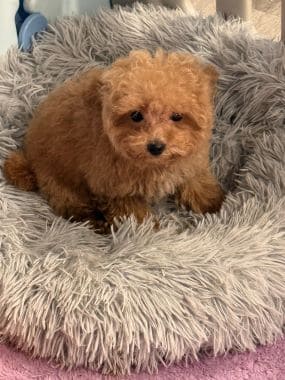 Caniche_Miri_D