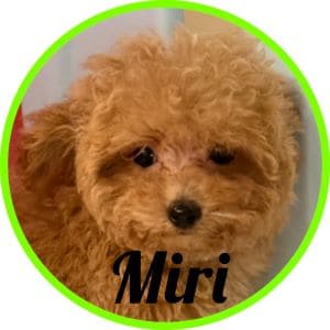 Caniche_Penny
