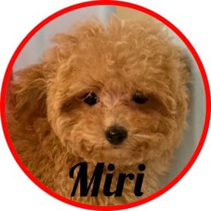 Caniche_Penny