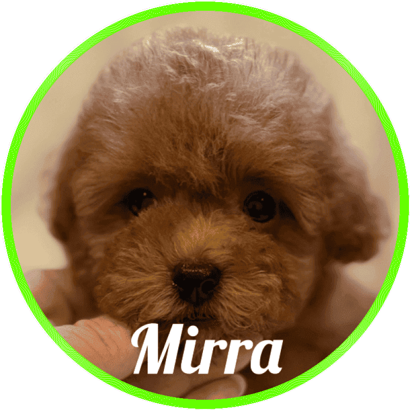 caniche Mirra De Logroño