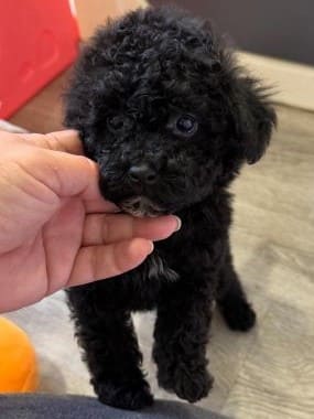 Caniche_Morgan_A