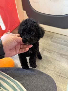 Caniche_Morgan_C
