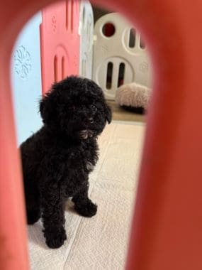 Caniche_Morgan_D
