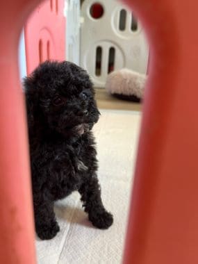 Caniche_Morgan_E