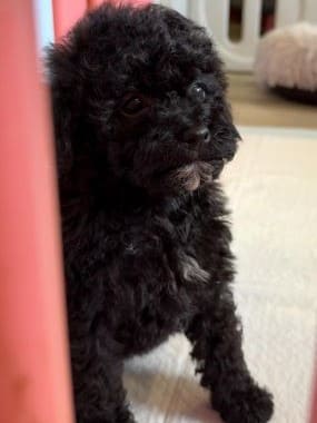 Caniche_Morgan_F