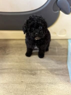 Caniche_Morgan_G