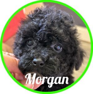 Caniche_Morgan