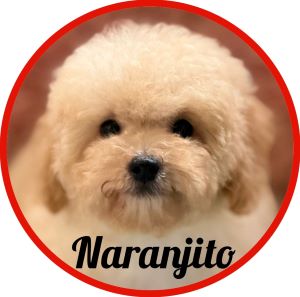 Caniche_Naranjito