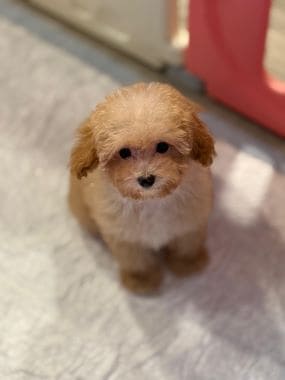 Caniche_Penny_A