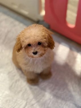 Caniche_Penny_B