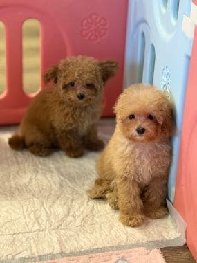 Caniche_Penny_C