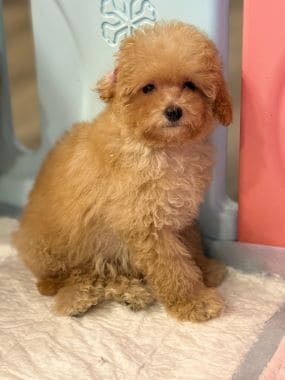 Caniche_Penny_D