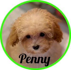 Caniche_Penny