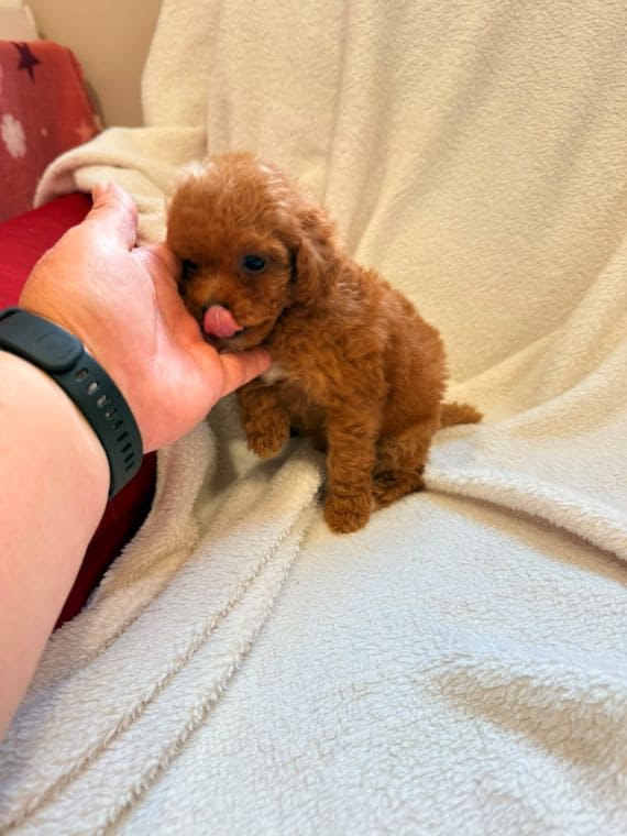 Caniche Diminuta A