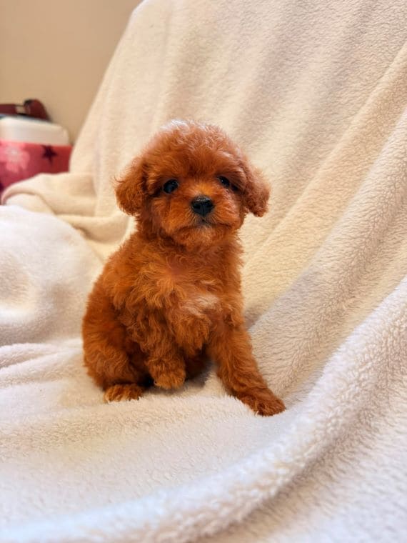 Caniche Diminuta  C