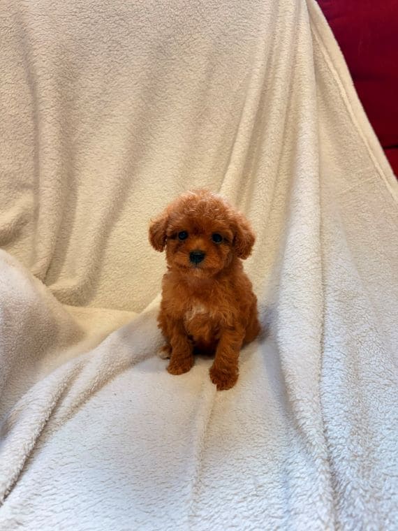 Caniche Diminuta A