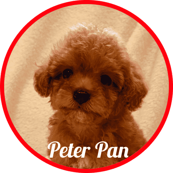 Caniche Peter Pan