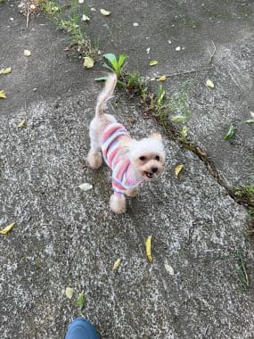Caniche_Pulguita_F