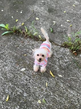 Caniche_Pulguita_G