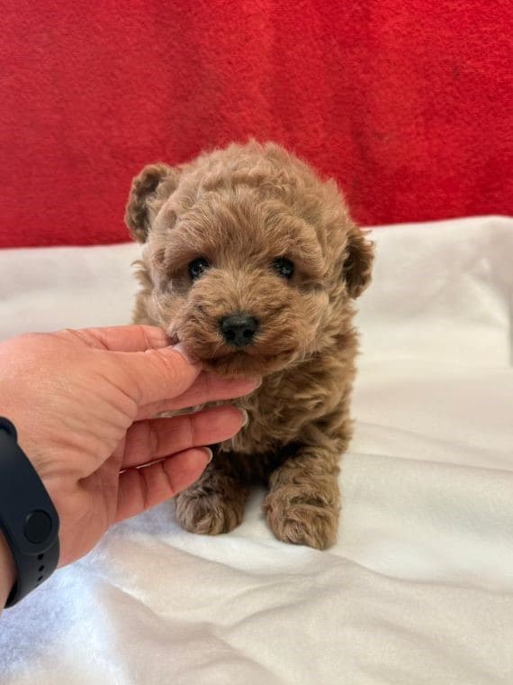 Caniche Baloo A