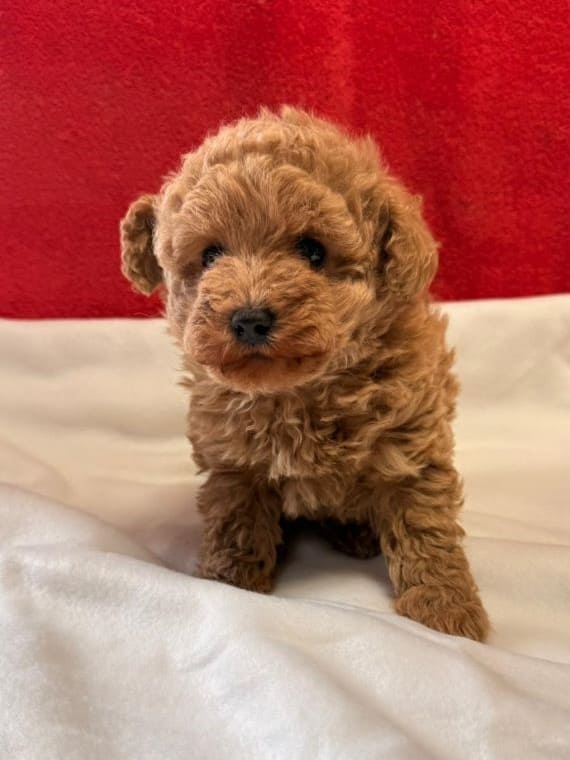 Caniche Baloo B