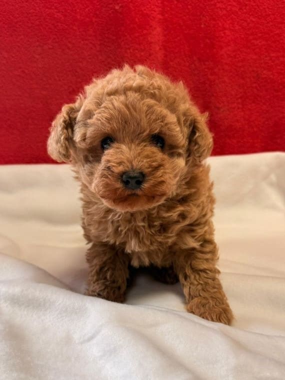 Caniche Baloo C