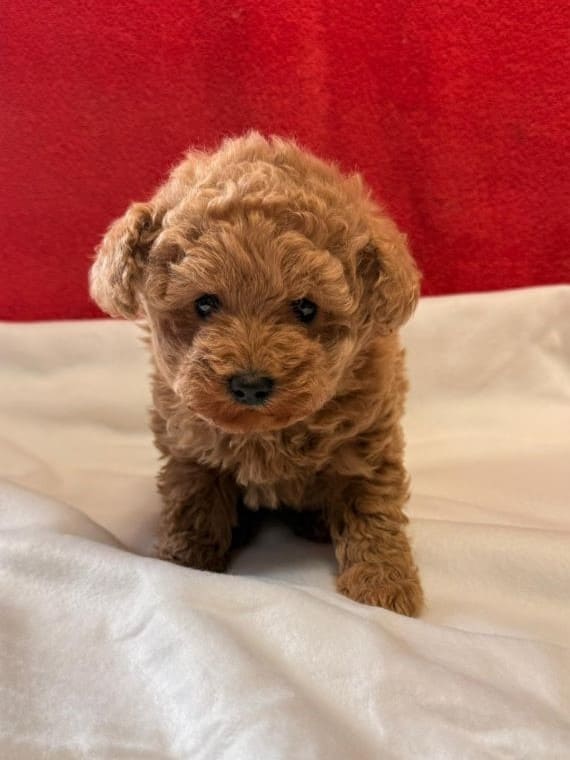 Caniche Baloo D