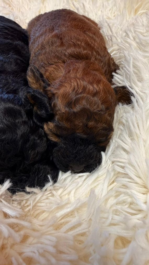 Caniche Sable E