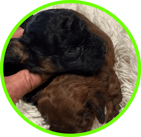 Caniche Choco