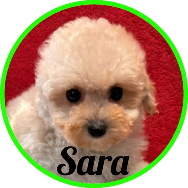 Caniche Sara