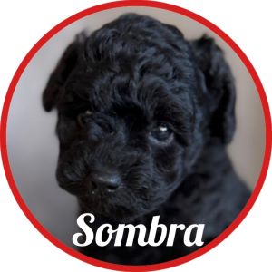 Caniche_Sombra