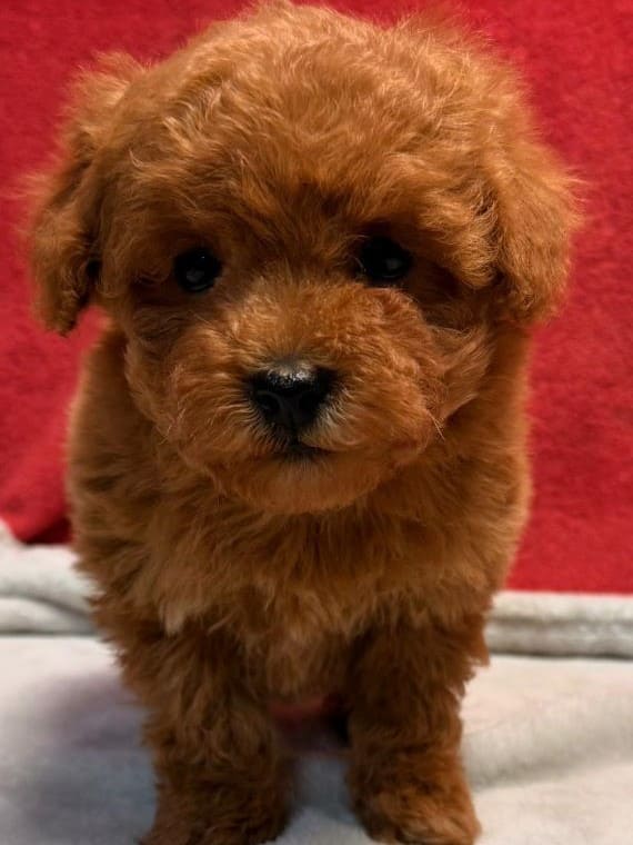 Caniche Tiny A