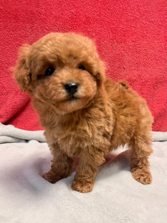 Caniche Tiny B