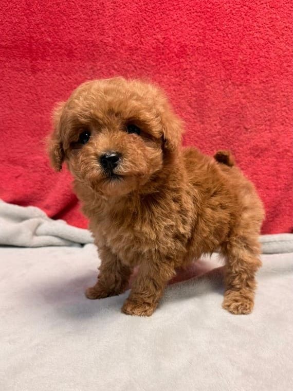Caniche Tiny C