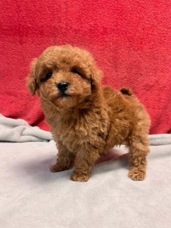 Caniche Tiny D