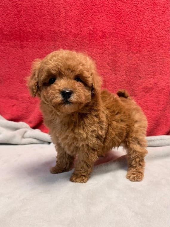 Caniche Tiny E