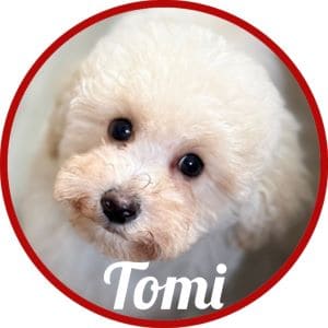 Caniche_Tomi