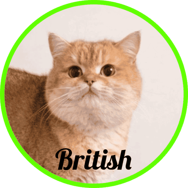 Gatos British de pelo corto y largo
