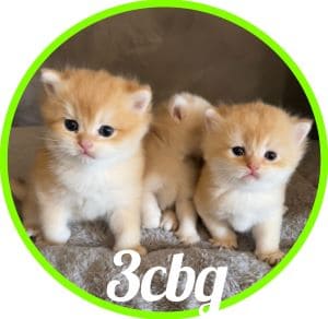 Gato_3cbg