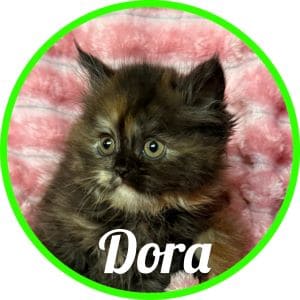 Gato_Dora