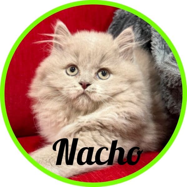Gato Nacho