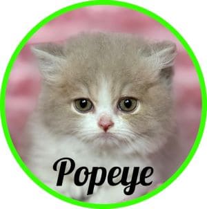 Gato_Popeye
